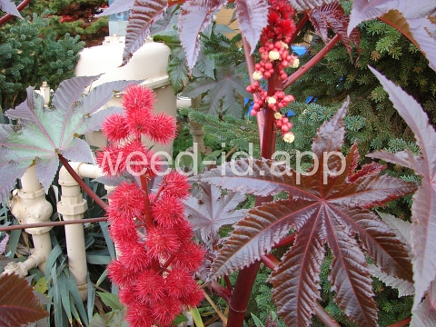 castorbean